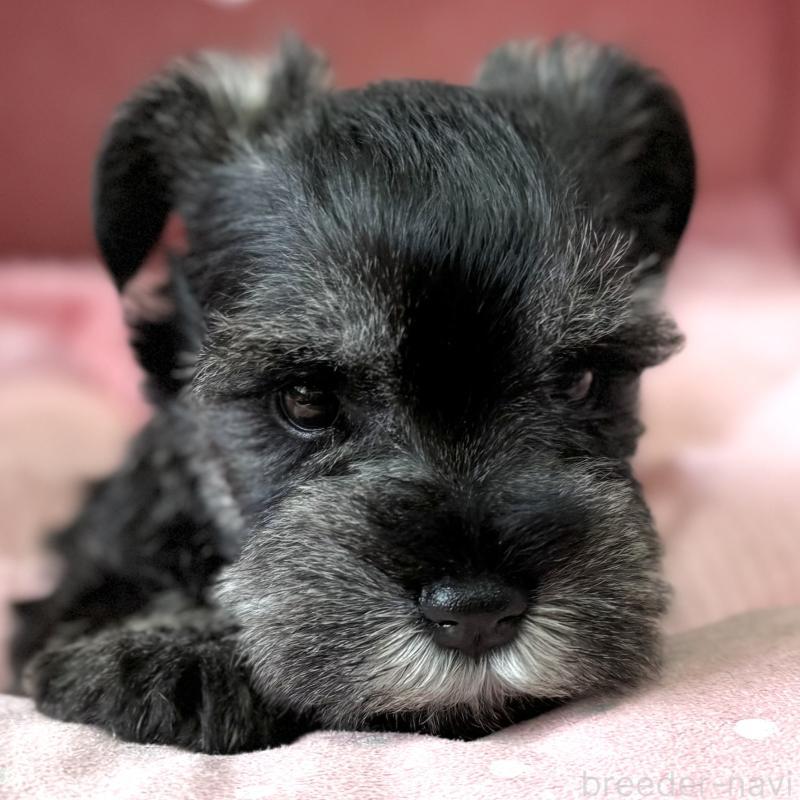 販売中の大阪府のミニチュアシュナウザー-452855の2枚目