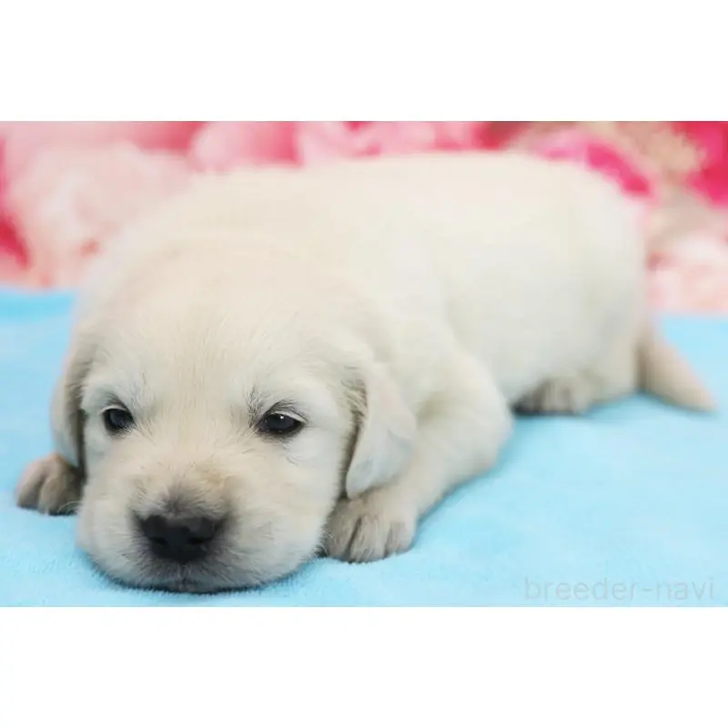 販売中の神奈川県のゴールデンレトリーバー-452856