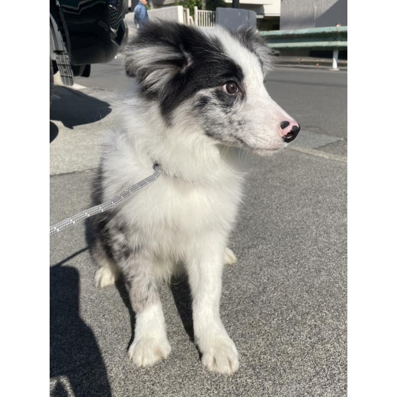 販売中の東京都のボーダーコリー-452859の6枚目