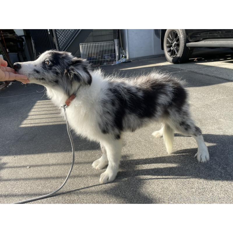 販売中の東京都のボーダーコリー-452859の5枚目