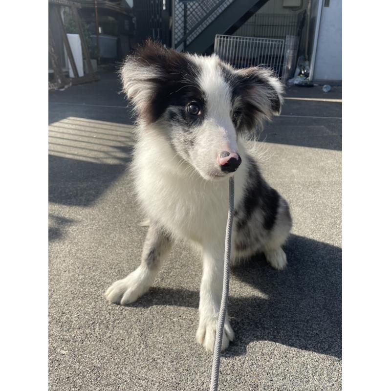 販売中の東京都のボーダーコリー-452859の3枚目