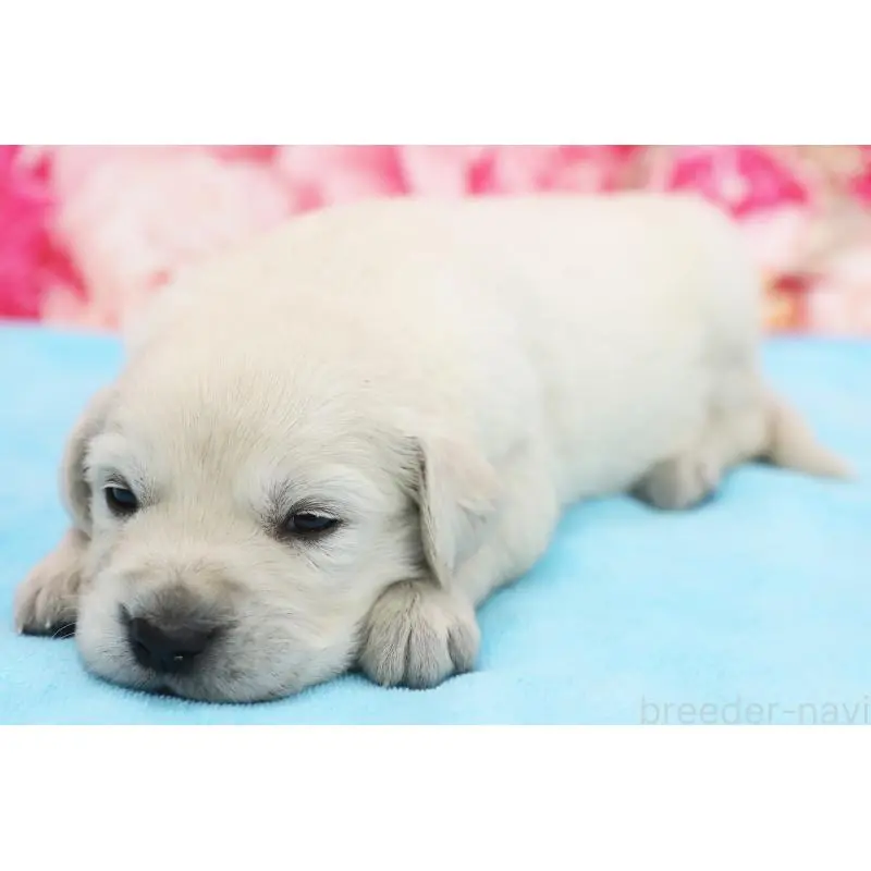 販売中の神奈川県のゴールデンレトリーバー-452858