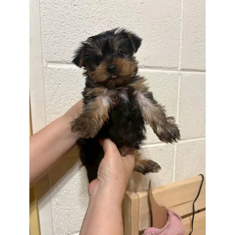 販売中の沖縄県のヨークシャーテリア-452860の3枚目