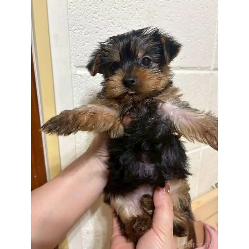 販売中の沖縄県のヨークシャーテリア-452860の2枚目