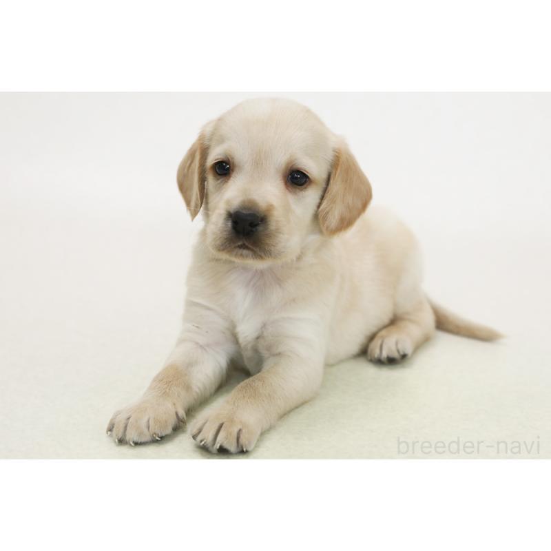 販売中の神奈川県のミックス犬-450408の2枚目