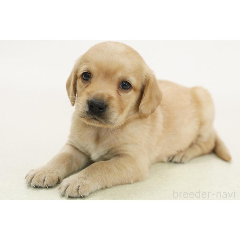 販売中の神奈川県のミックス犬-450411の2枚目