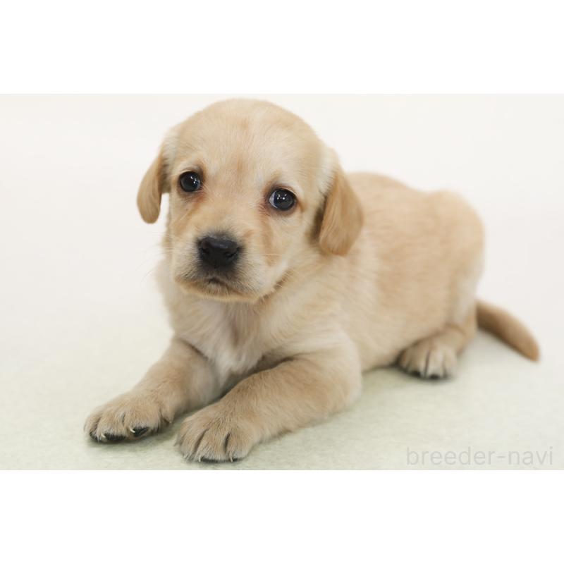 販売中の神奈川県のミックス犬-450895の2枚目