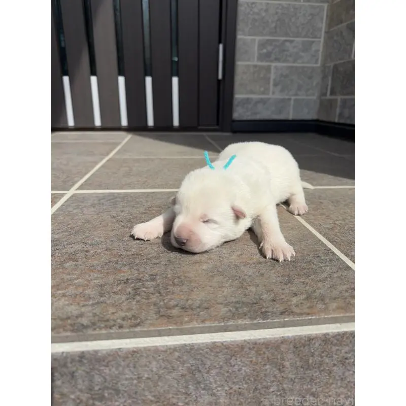 販売中の山梨県のホワイトシェパード-452874の6枚目