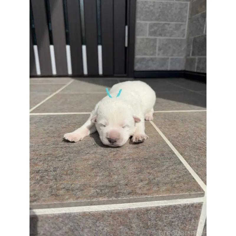 販売中の山梨県のホワイトシェパード-452874の4枚目