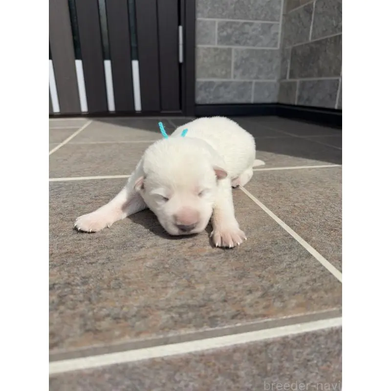 販売中の山梨県のホワイトシェパード-452874の3枚目