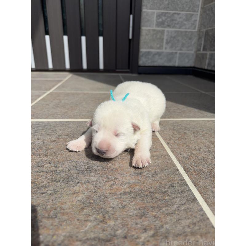 販売中の山梨県のホワイトシェパード-452874