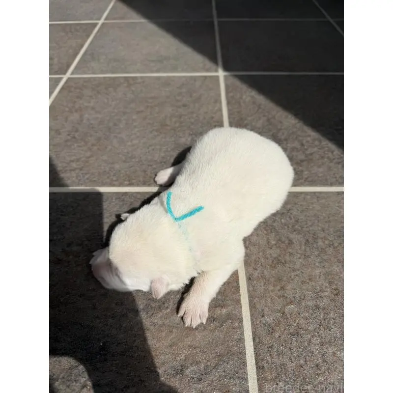 販売中の山梨県のホワイトシェパード-452874の2枚目