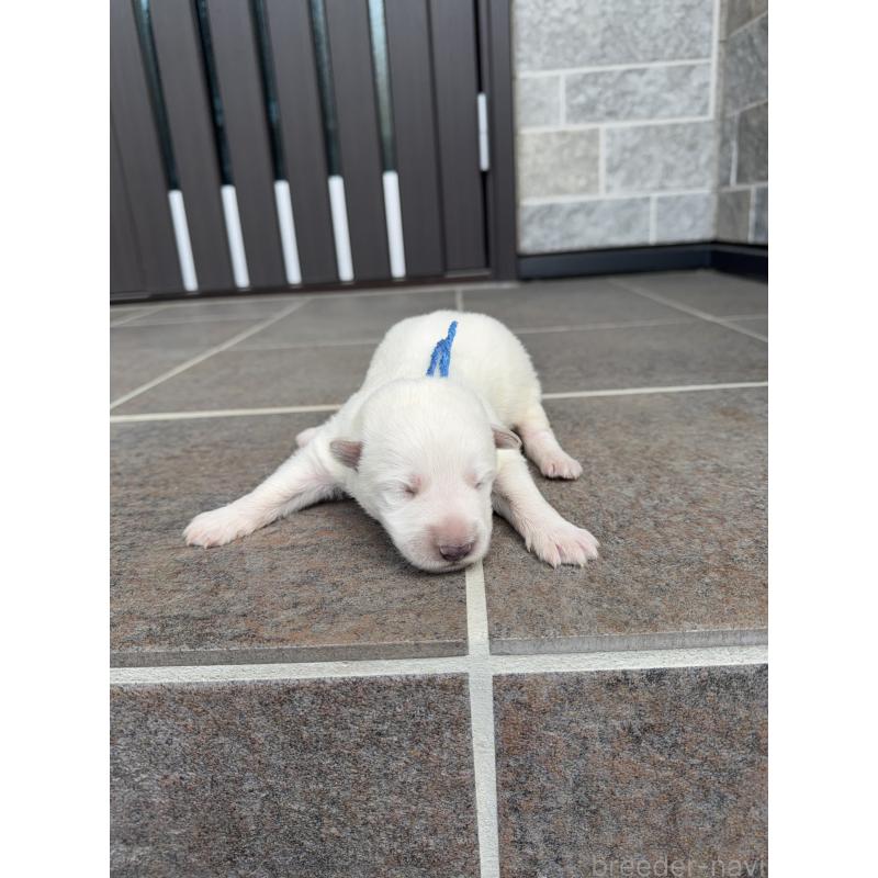 販売中の山梨県のホワイトシェパード-452877の5枚目