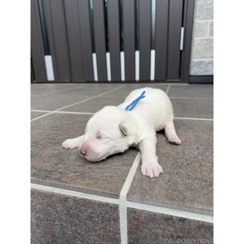 販売中の山梨県のホワイトシェパード-452877の3枚目