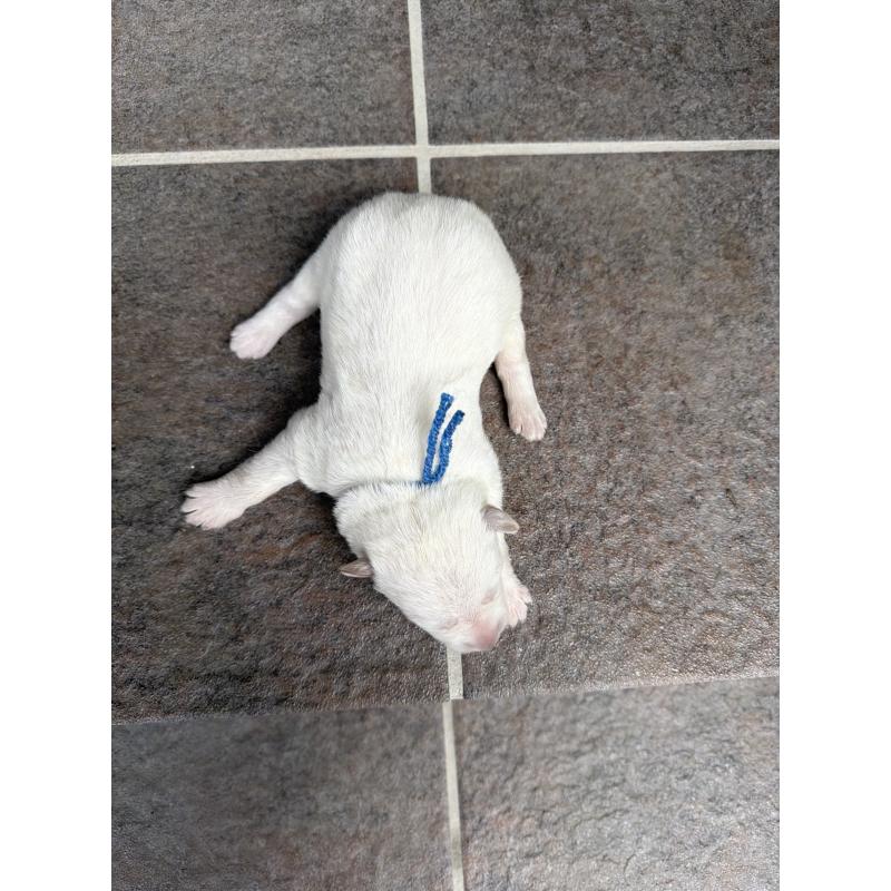 販売中の山梨県のホワイトシェパード-452877の2枚目