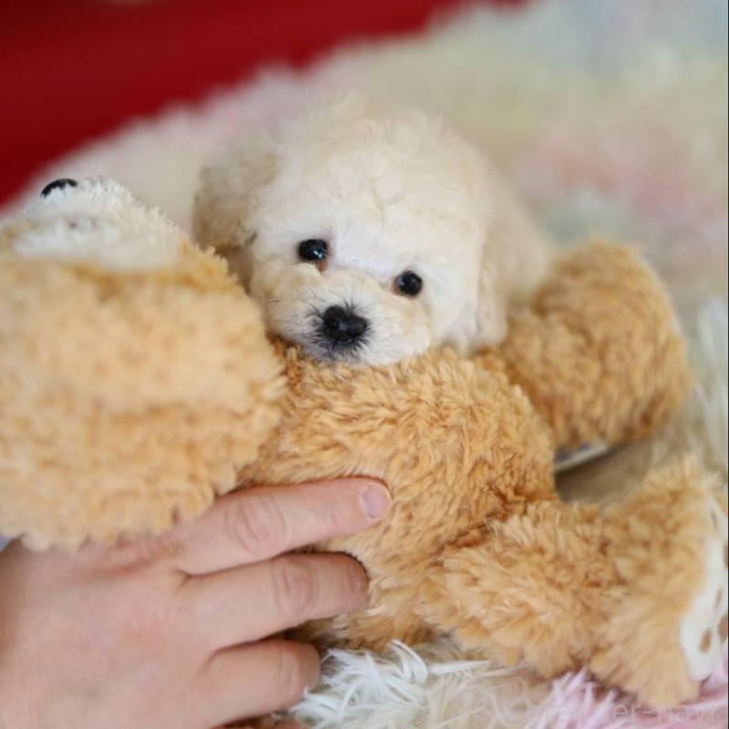 販売中の福井県のタイニープードル-452876の2枚目