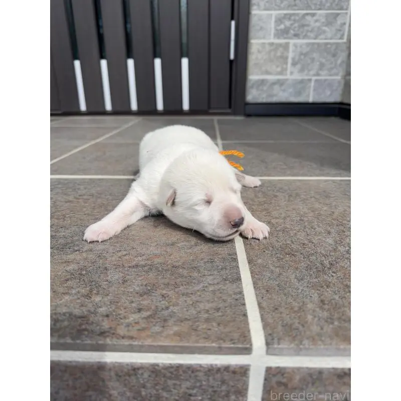 販売中の山梨県のホワイトシェパード-452878の5枚目