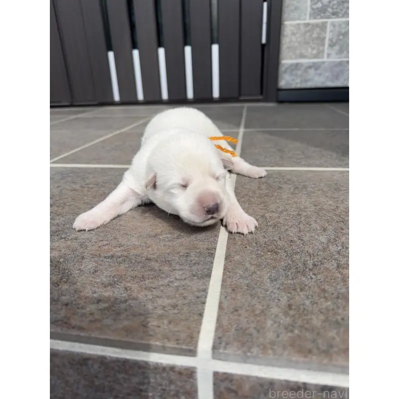 販売中の山梨県のホワイトシェパード-452878の4枚目