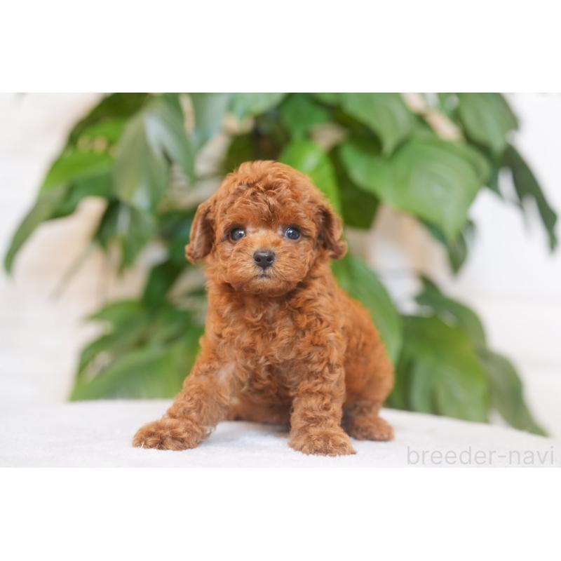 販売中の群馬県のタイニープードル-452879の4枚目