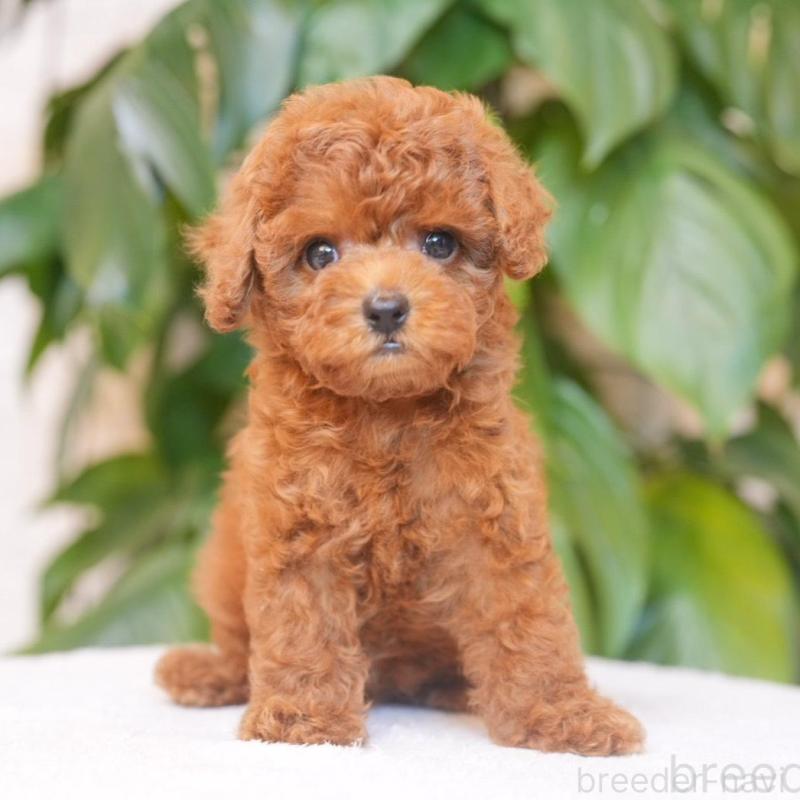 販売中の群馬県のタイニープードル-452879の2枚目