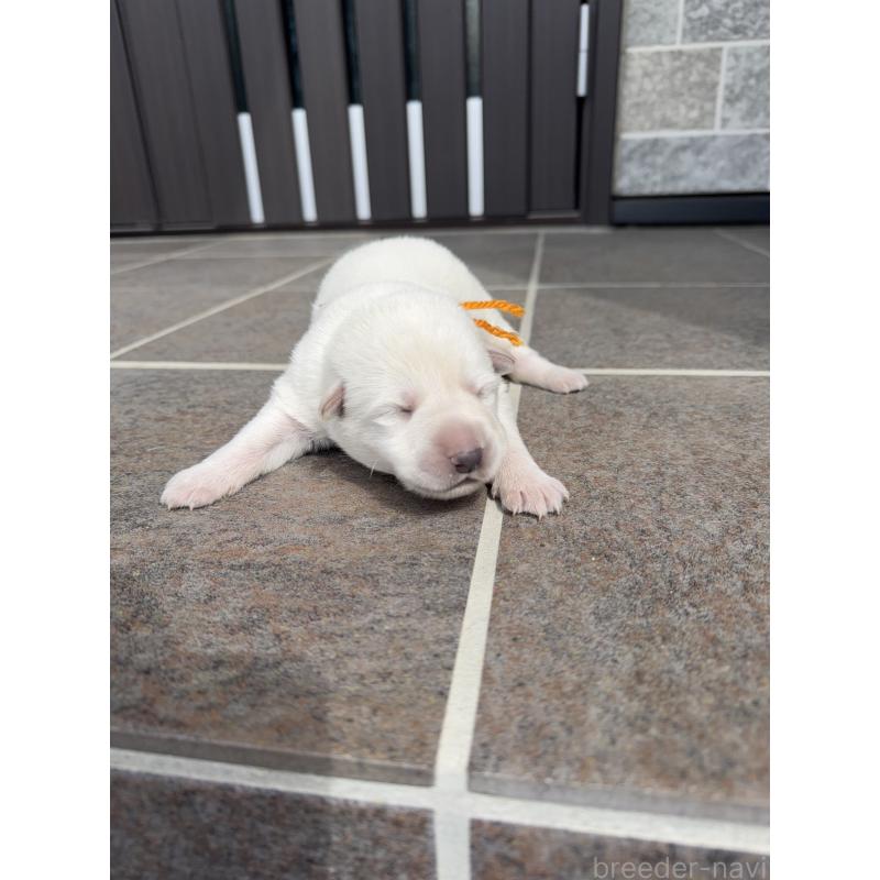 販売中の山梨県のホワイトシェパード-452880の4枚目