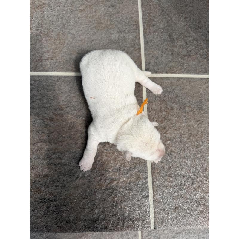 販売中の山梨県のホワイトシェパード-452880の3枚目