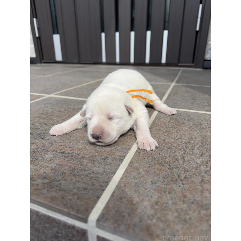 販売中の山梨県のホワイトシェパード-452880の2枚目