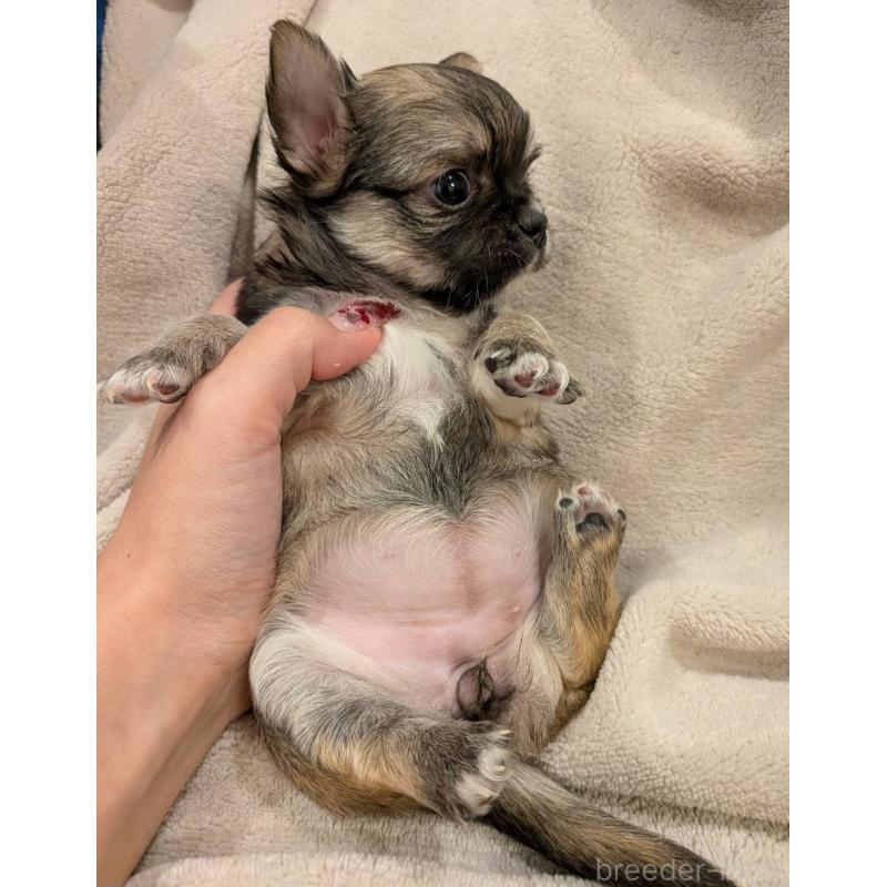 販売中の大阪府のチワワ(ロングコート)-452885の4枚目