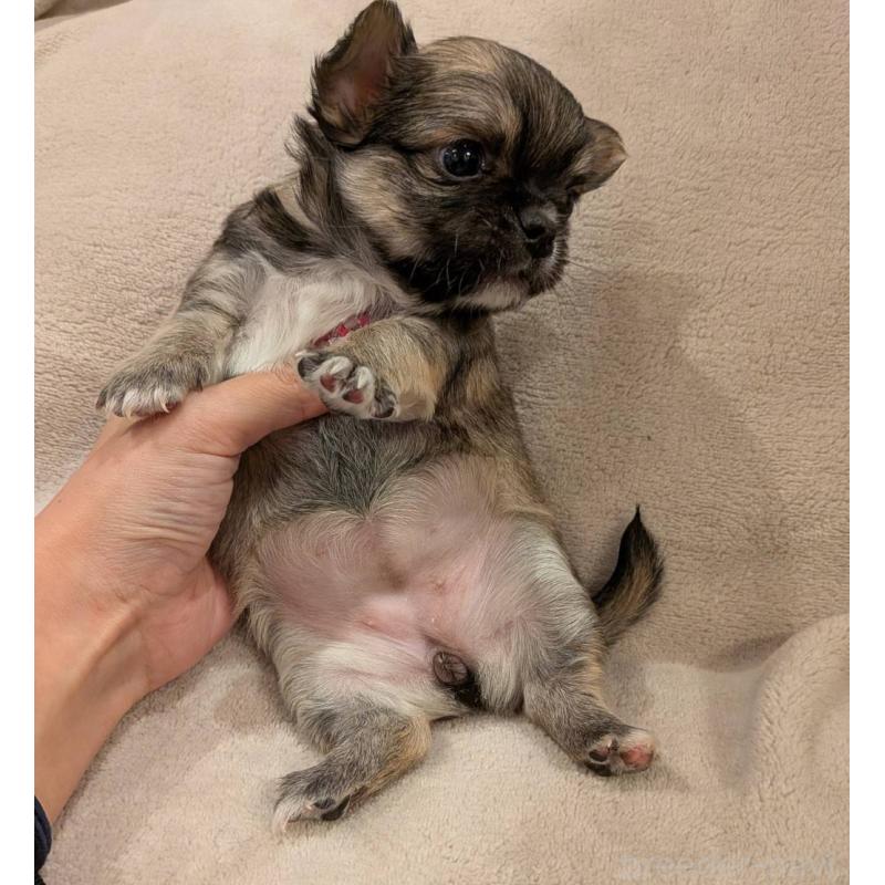 販売中の大阪府のチワワ(ロングコート)-452885の3枚目