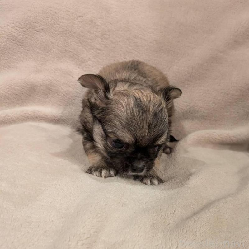 販売中の大阪府のチワワ(ロングコート)-452885の2枚目