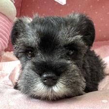 ♀︎ミニチュアシュナウザー