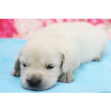 ♀︎ゴールデンレトリーバー