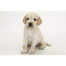 ♀︎ミックス犬