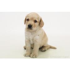 ♀︎ミックス犬