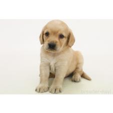 ♀︎ミックス犬