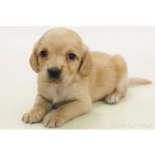 ♀︎ミックス犬