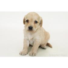 ♀︎ミックス犬