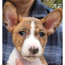 ♀︎バセンジー