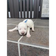 ♀︎ホワイトシェパード