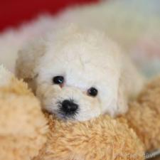 ♀︎タイニープードル