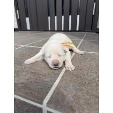 ♀︎ホワイトシェパード