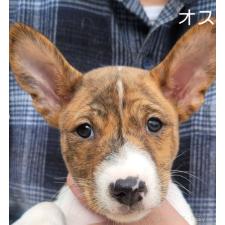 ♀︎バセンジー