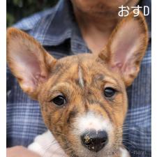 ♀︎バセンジー