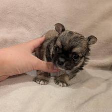 チワワ(ロングコート)の子犬