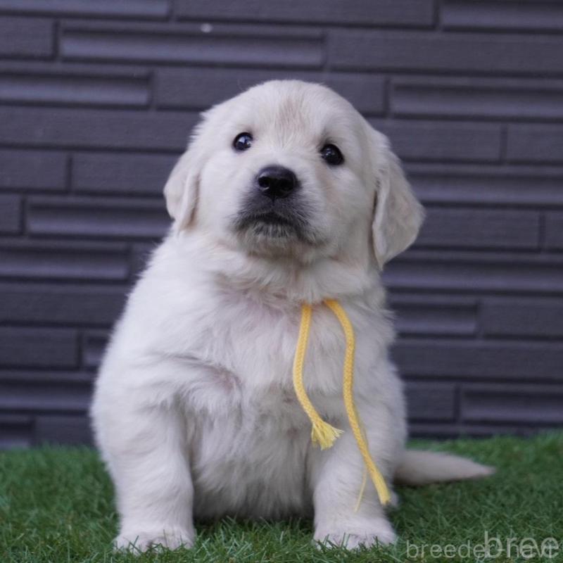 販売中の岐阜県のゴールデンレトリーバー-452886の5枚目