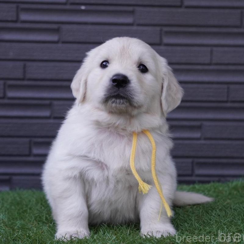 販売中の岐阜県のゴールデンレトリーバー-452886の3枚目