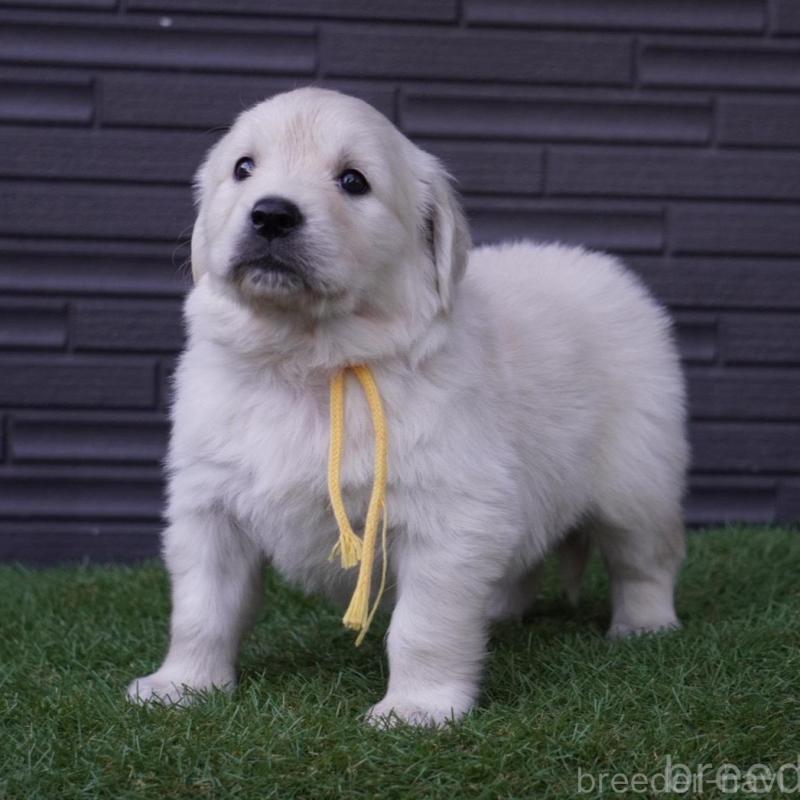 販売中の岐阜県のゴールデンレトリーバー-452886の2枚目