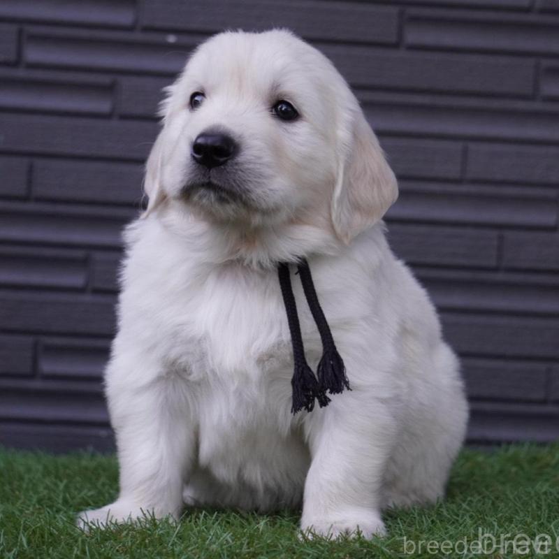 販売中の岐阜県のゴールデンレトリーバー-452888の4枚目