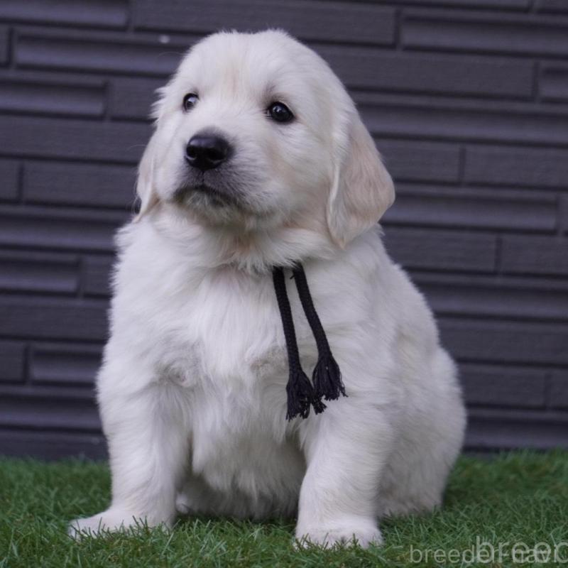 販売中の岐阜県のゴールデンレトリーバー-452888の3枚目