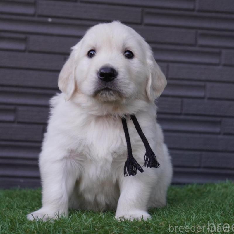 販売中の岐阜県のゴールデンレトリーバー-452888の2枚目